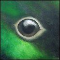 Augenblick einer maennlichen Stockente Acryl auf Leinwand;
30 x 30 cm
